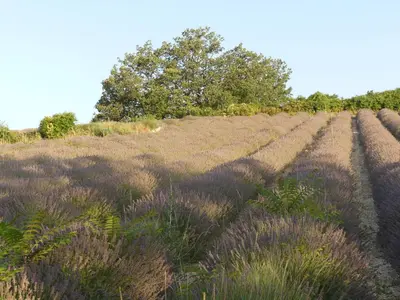 a field filled with lots of purple plants at Maison de campagne La Teranga au coeur du Luberon in Apt