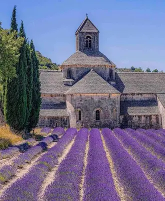 a church in a field of purple flowers at La loge familiale: 110m2, place rose goudard, AC in LʼIsle-sur-la-Sorgue