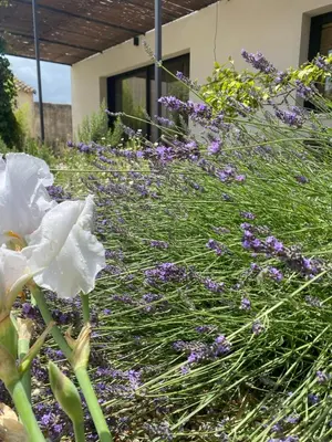 a garden with white flowers in front of a house at Maison Plume en Provence in LʼIsle-sur-la-Sorgue