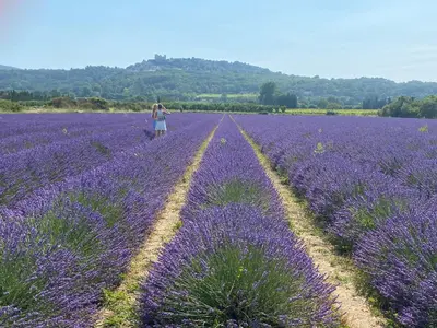 a woman walking through a field of lavender at Maison Plume en Provence in LʼIsle-sur-la-Sorgue