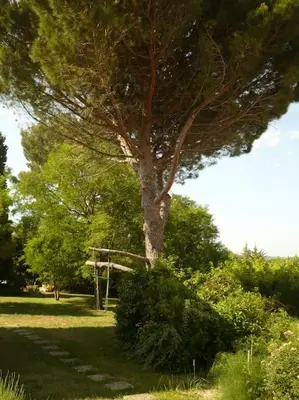 a tree in the middle of a grass field at Les Merles : joli studio dans la campagne Aixoise. in Venelles
