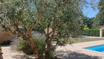 a tree in a yard next to a swimming pool at Typical farm with private pool close to the Ventoux 8 persons in Althen-des-Paluds