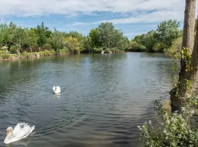 two white swans swimming in a lake at T2 Résidence Sun Hols les Rives du Lac piscine, jardin in Saint-Saturnin-lès-Avignon