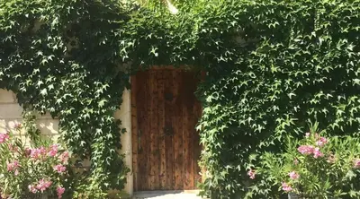 a wooden door with ivy growing around it at ELIA HOUSE in Goult