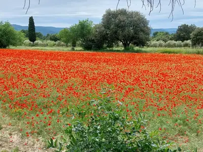 a field of red poppies in a field at Studio dans la forêt provençale in Jouques
