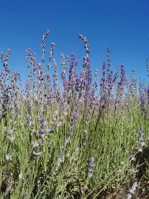 a field of lavender with a blue sky in the background at La Farigoulette - Vieux village in Saint-Saturnin-les-Apt