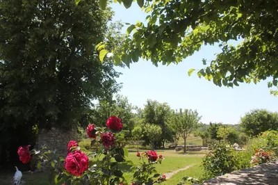 a group of red roses in a park at Villa Helios in Rustrel