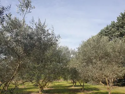 a row of olive trees in a field at Provence Gîte de caractère à MONTEUX entre AVIGNON LUBERON Mt VENTOUX in Monteux