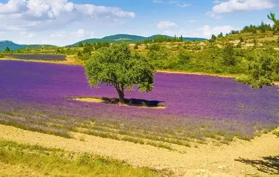 a tree in the middle of a field of purple flowers at Provence Gîte de caractère à MONTEUX entre AVIGNON LUBERON Mt VENTOUX in Monteux