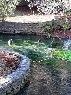 two ducks swimming in the water near a stone wall at Appartement Au Murmure des Eaux à Fontaine-de-Vaucluse in Fontaine-de-Vaucluse