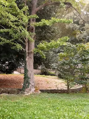 a tree in the middle of a grass field at Appartement Au Murmure des Eaux à Fontaine-de-Vaucluse in Fontaine-de-Vaucluse