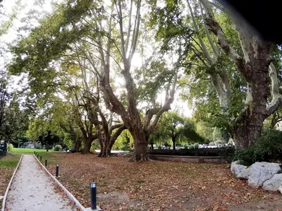 a row of trees in a park with leaves on the ground at Appartement Au Murmure des Eaux à Fontaine-de-Vaucluse in Fontaine-de-Vaucluse