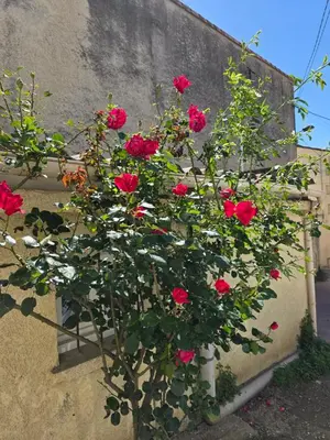 a bush of red roses growing on a wall at Pic chic in Châteaurenard