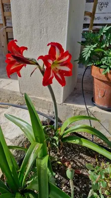 a red flower is growing in a garden at Le jardin des oliviers in Apt