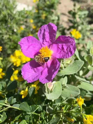 a purple flower with a bee on top of it at Au calme dans la campagne Aixoise, entouré de cyprès in Aix-en-Provence
