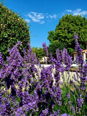 a bunch of purple flowers in a garden at Le Cabanon de Marie in Saignon