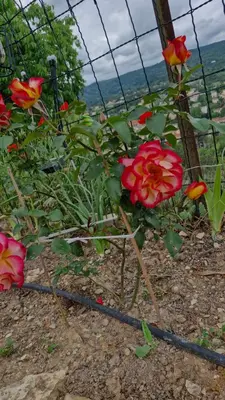 a group of red flowers growing behind a fence at Le Jardin des Oliviers in Apt