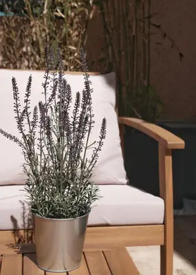 a potted plant sitting on a table next to a couch at Studio rénové avec belle terrasse in Aix-en-Provence