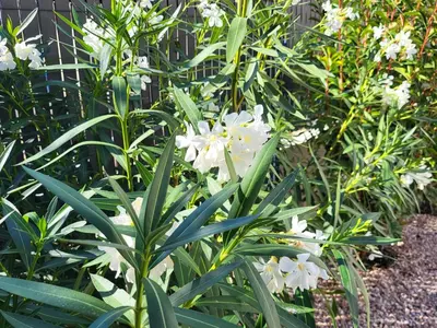 a group of white flowers in a garden at Pleasant detached villa with private swimming pool for 6 people in Lauris - Luberon. in Lauris