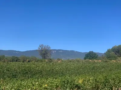 a field of soybean with a blue sky in the background at Côté Ansouis in Ansouis