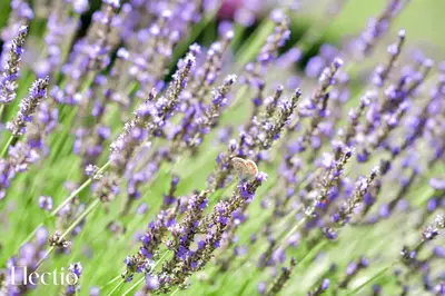 a small bird sitting on top of a bunch of lavender at Bastide Domaine Tour Campanets in Le Puy-Sainte-Réparade