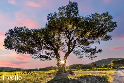 a tree in the middle of a field at sunset at Bastide Domaine Tour Campanets in Le Puy-Sainte-Réparade