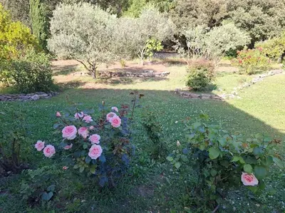 a group of pink roses in a garden at La gloriette in Saumane-de-Vaucluse