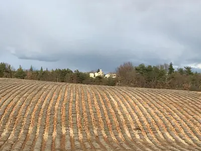a large soybean field with a house in the background at maison familiale in Saint-Trinit