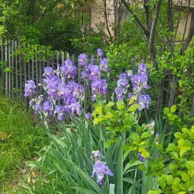 a bunch of purple flowers in front of a fence at L' Escale in Bonnieux