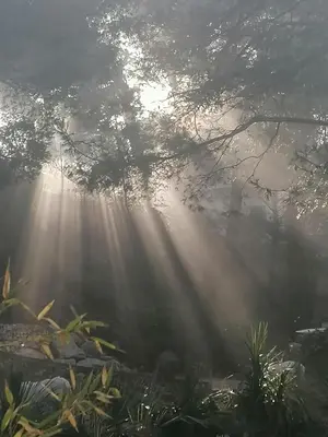 a ray of light shining through the trees in a forest at Villa Le Mas des Roches à 15mn airport Marseille in Velaux