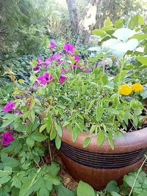 a large pot filled with flowers in a garden at petite maison avec jardin calme in Le Thor