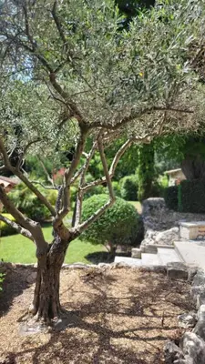 a tree in the middle of a yard at Mas la Floreline in Cheval-Blanc