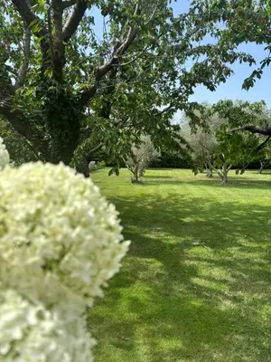 a field of grass with trees and white flowers at Maison familiale avec piscine in Aix-en-Provence