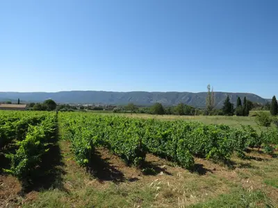 a row of vines in a field at Maison face au Luberon avec piscine privée - 3 Chambres in Cabrières-dʼAvignon