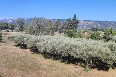 a row of olive trees in a field at Véritable maison de campagne nouvellement rénovée au pied du Lubéron in Cheval-Blanc