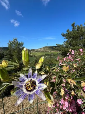 a purple flower in front of a field of flowers at Villa BELVENTO, superbe villa au calme, piscine, vue incroyable ! in Ventabren