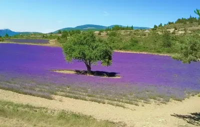 a tree in the middle of a field of purple flowers at Gorgeous Stacaravan in Pernes-les-Fontaines