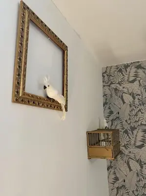 a mirror on a wall with a stuffed bird in it at Calussine maison provençale in Pernes-les-Fontaines