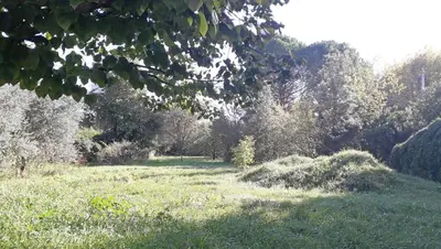 a field of grass with trees in the background at La Maison Cassée in Malemort-du-Comtat