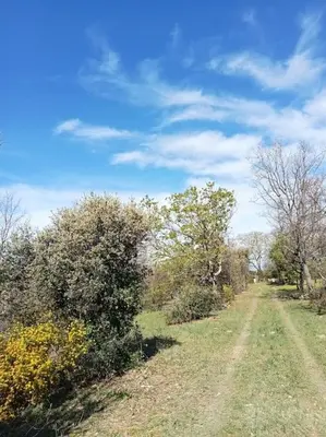 a dirt road in a field with trees and bushes at La garenne basse chez Sylvie in Saint-Didier