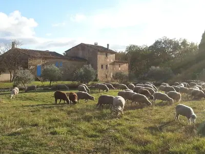 a herd of sheep grazing in a field at Le Mas Saint Jacques in Crillon-le-Brave