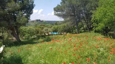 a field of red flowers in a field with trees at Appartement dans mas avec piscine privée sans vis a vis in Miramas