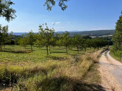 a dirt road next to a field with trees at Bergerie in Montjustin