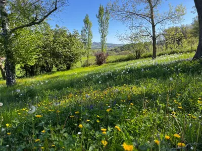 a field of flowers in a field with trees at Bergerie in Montjustin