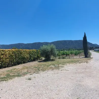 a road in front of a vineyard with a tree at La maison d'Antoine à Robion in Robion en Luberon