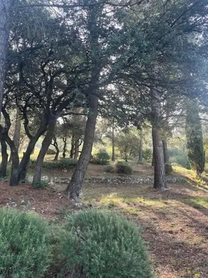 a group of trees in a field with grass at La Louvière Plaine d'Eygalières in Orgon