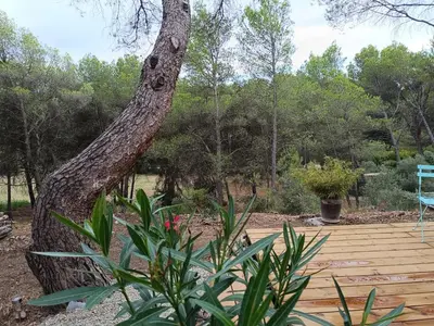 a large tree sitting next to a wooden deck at Escapade sous les pins 20m2 in Aurons