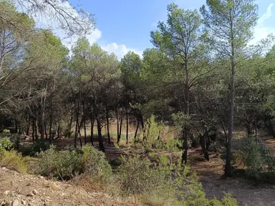 a forest of trees on the side of a hill at Escapade sous les pins 20m2 in Aurons