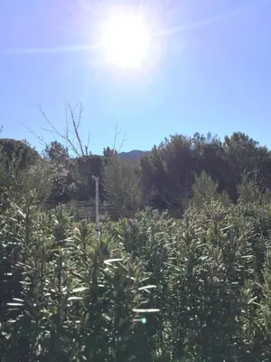 a field of plants with the sun in the sky at Domaine entier au havre de paix 4 chambres in Vauvenargues