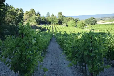 a vineyard with lots of green vines at Moulin des Gypses Gîte l'Oliveraie, Ventoux in Mormoiron